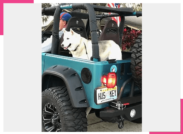 A dog sitting in the back of a jeep.